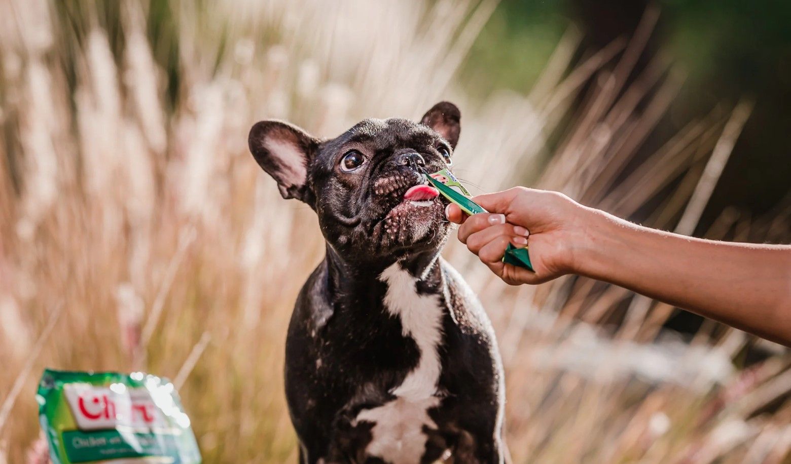 How does your dog react when you offer a treat after a meal?