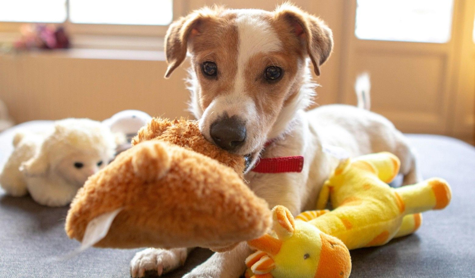 When you take out its favorite toy, what is the puppy's reaction?