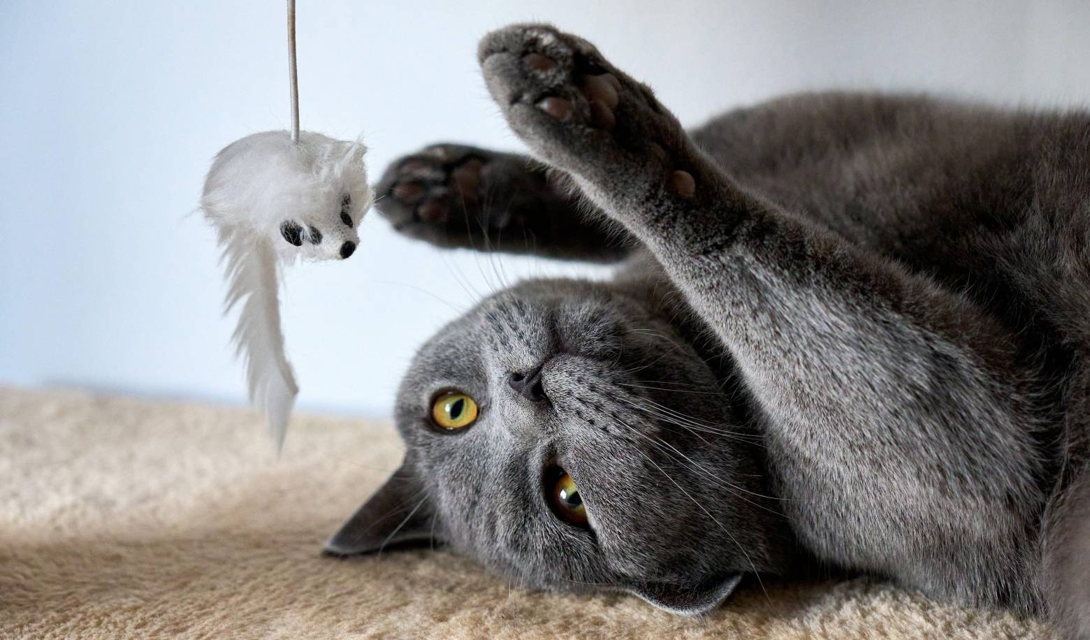 Does your cat bring you "gifts" (such as toys or prey)?