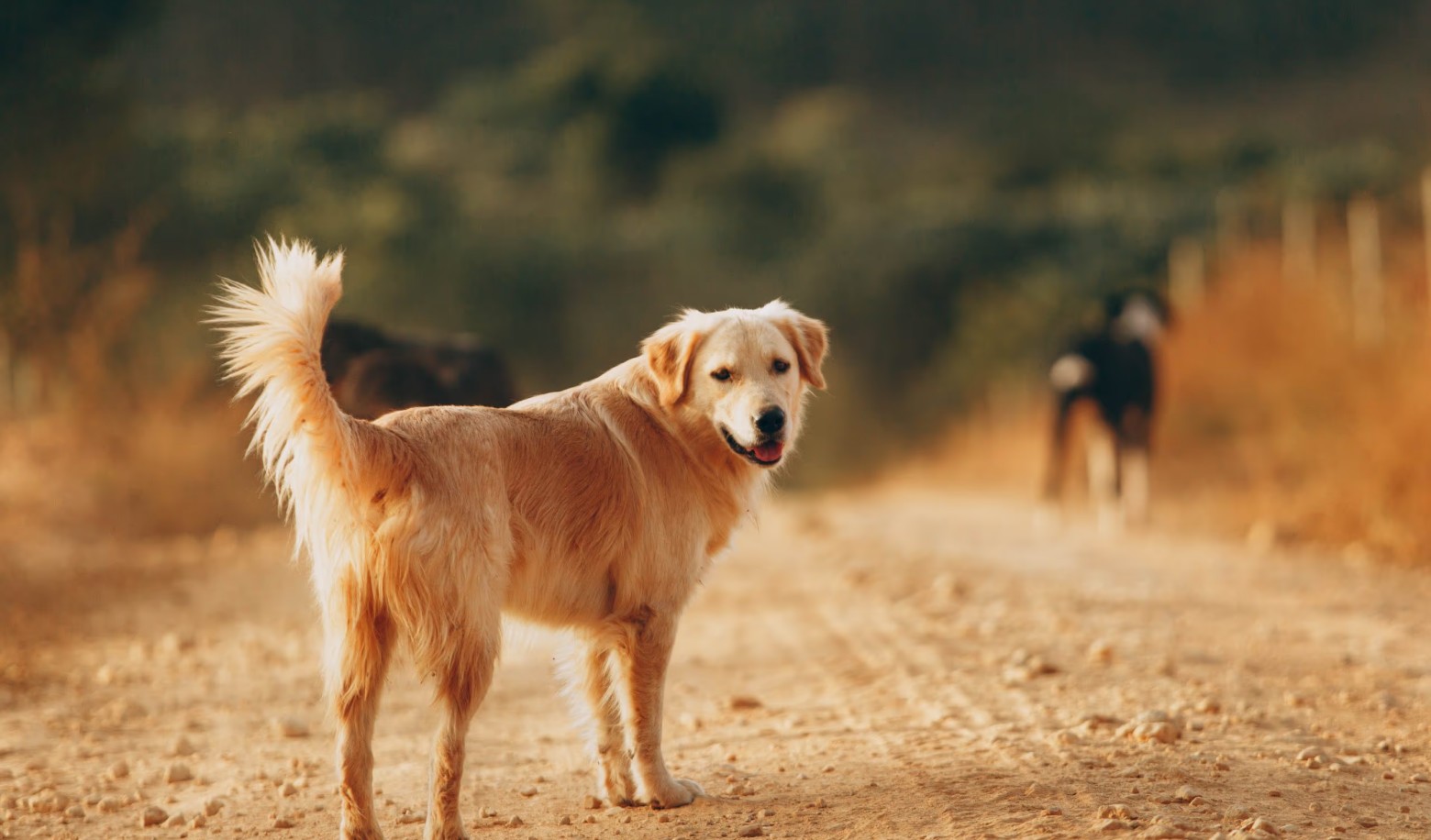 How does your dog behave when left alone?