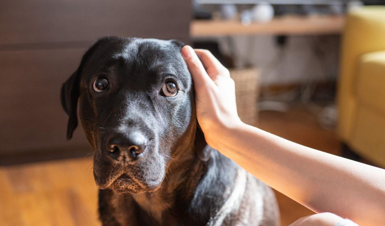 What does your dog do when he feels scared or uneasy?