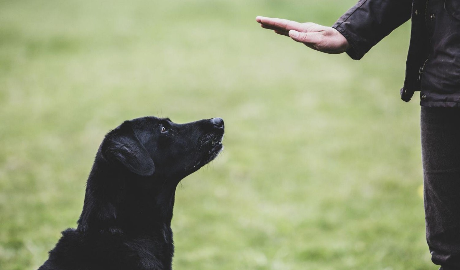 Does your dog obey your commands?