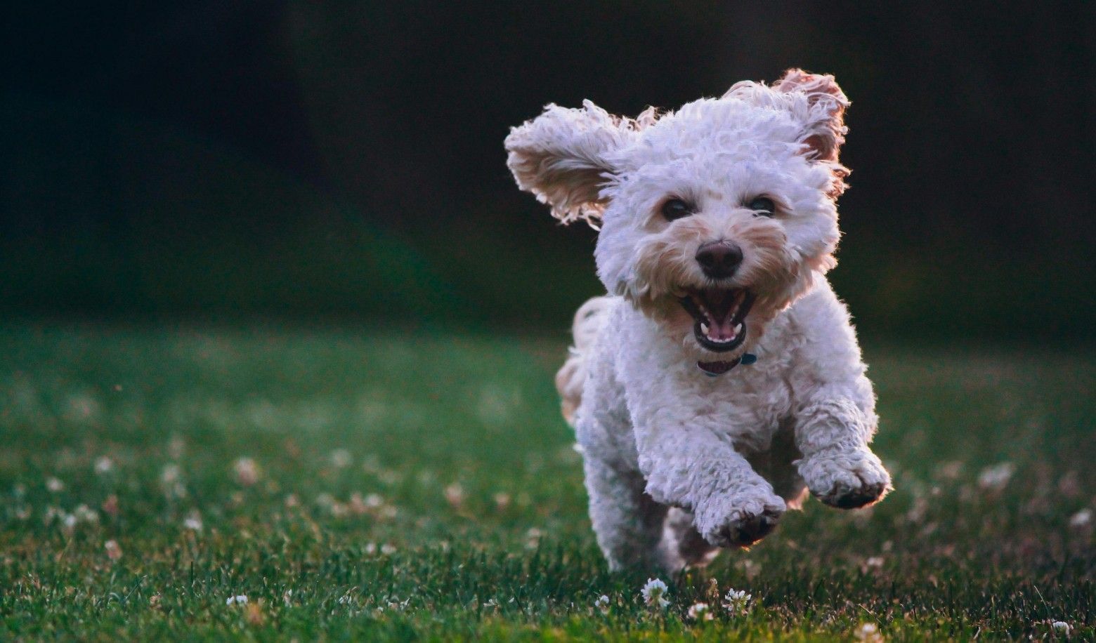 When walking, your puppy is more inclined to?