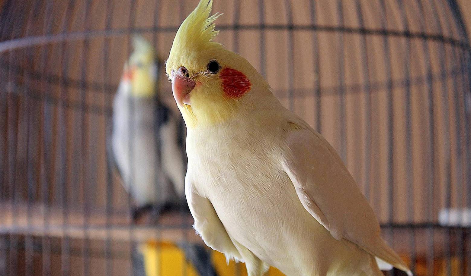 Which pet do you think can best understand your emotions?
