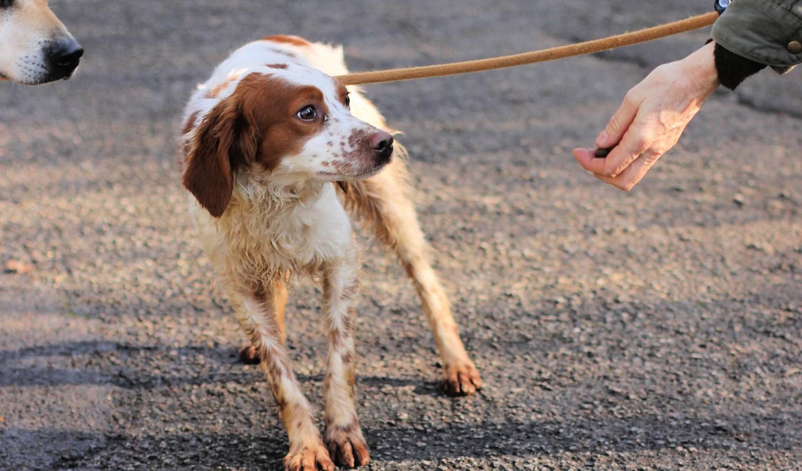 How does your dog behave around strangers?