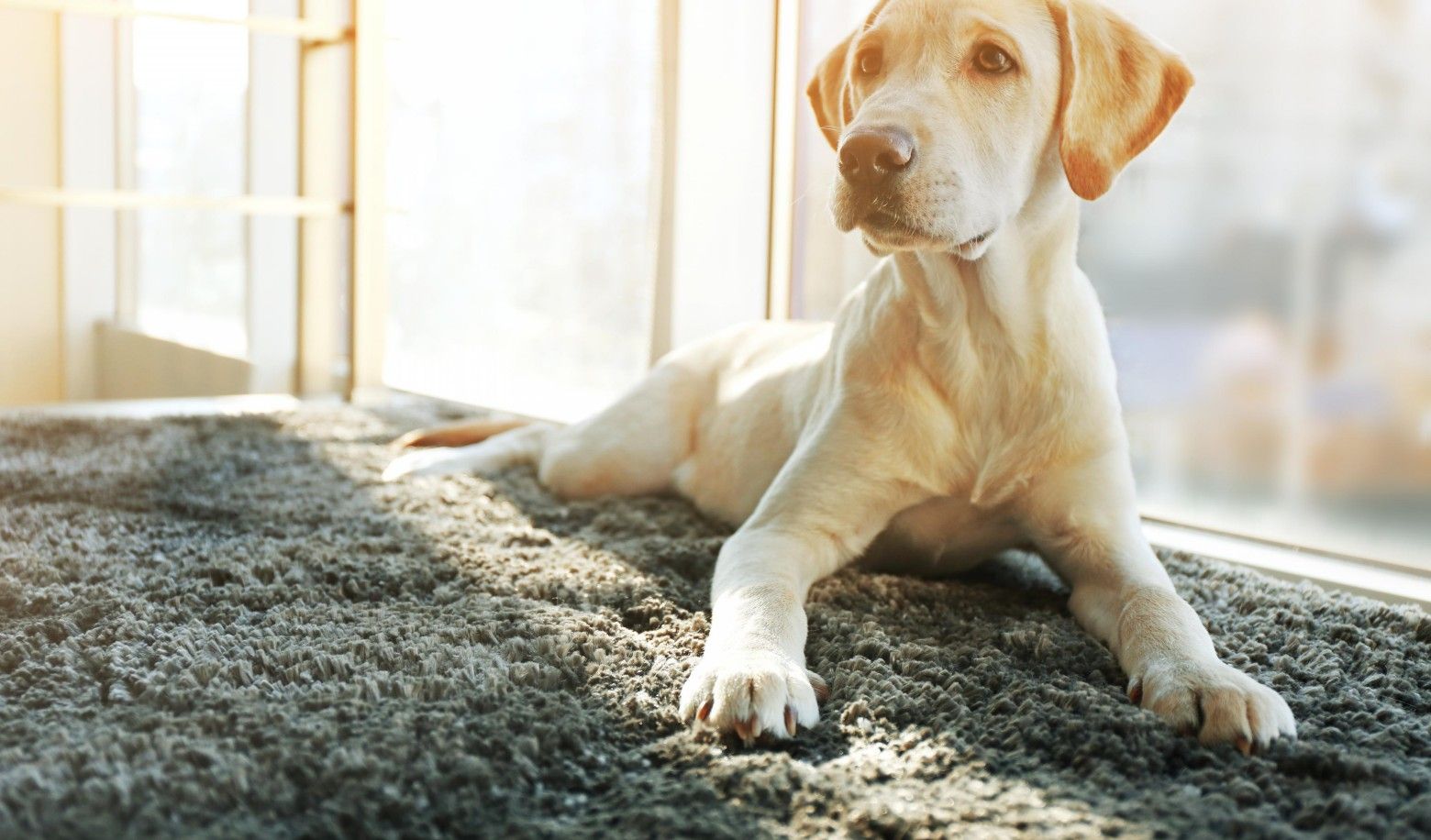 Where does your puppy usually rest at home?