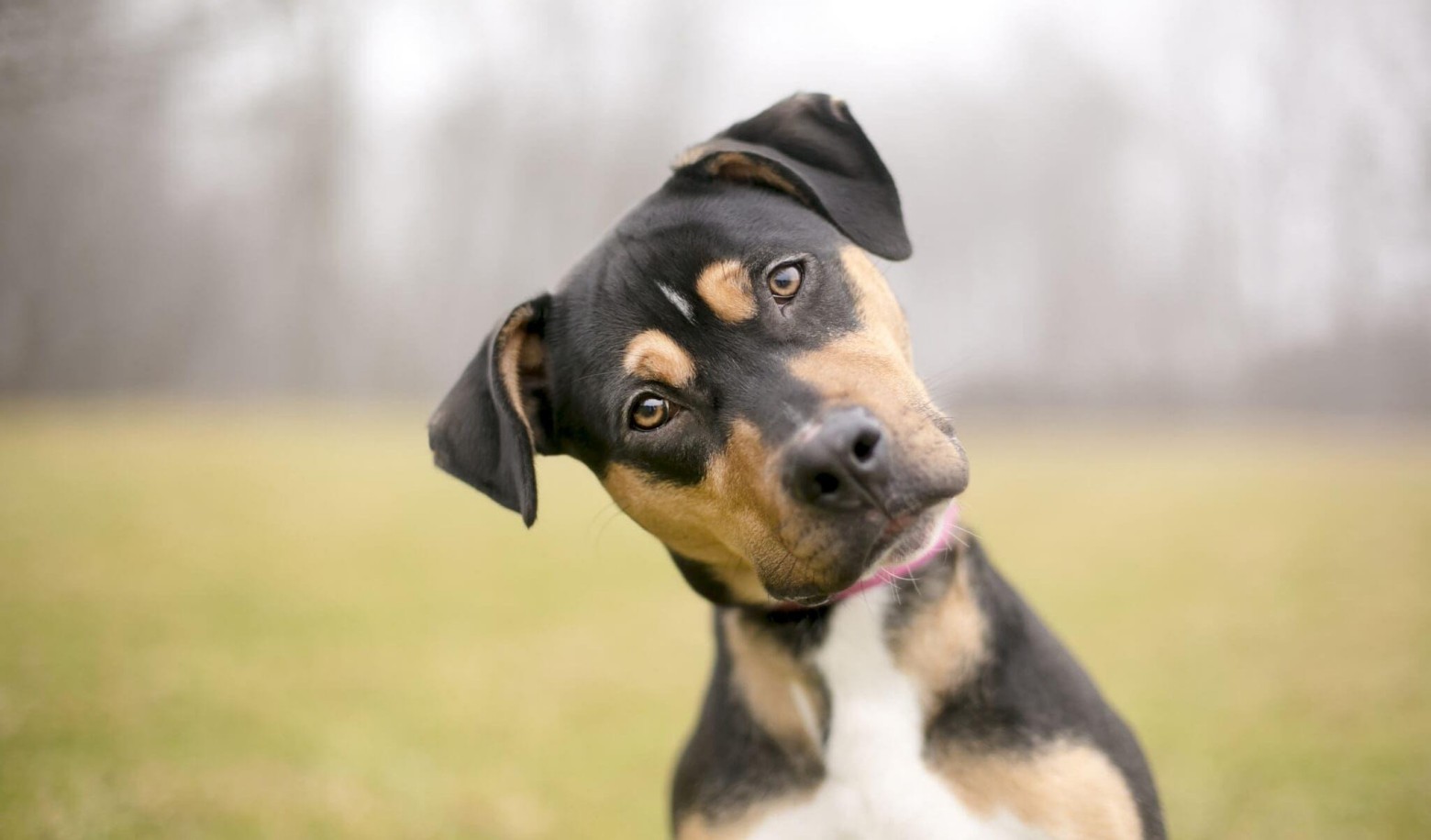 Does your dog respond to his name?