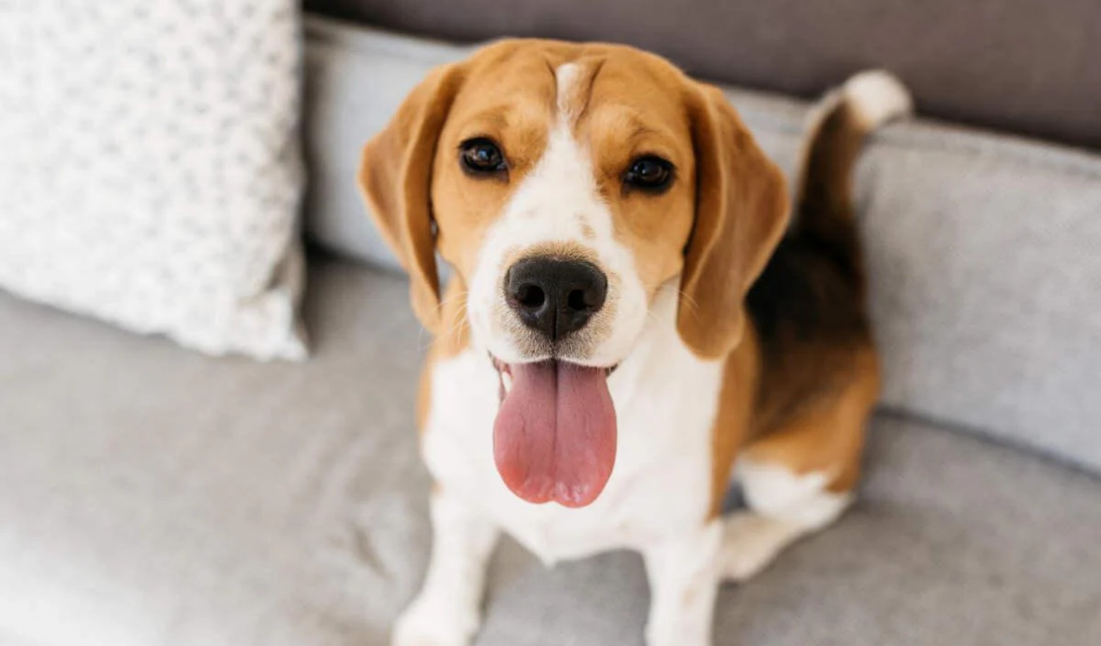 How does your dog behave after a meal?