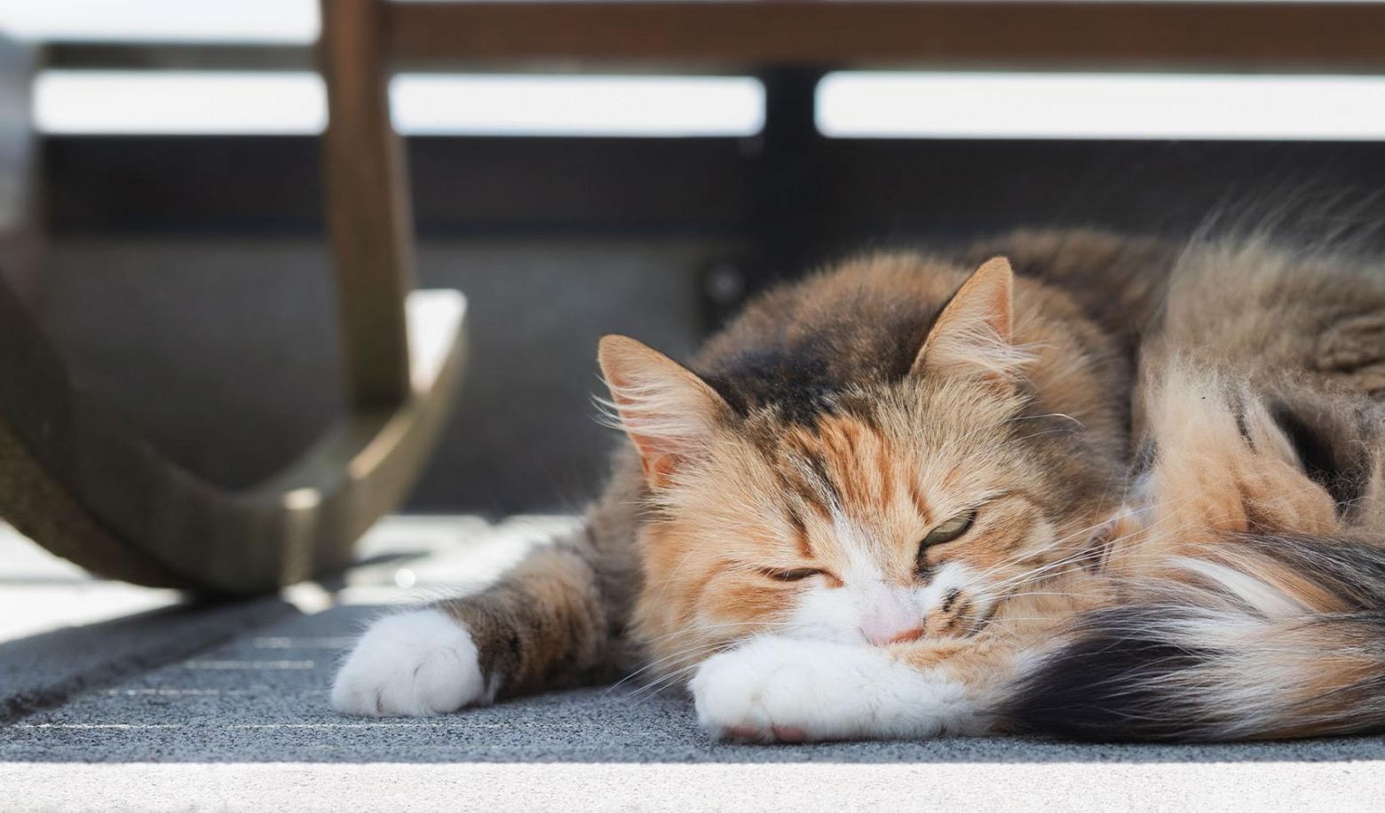 Does your cat touch you with its paws or tail when sleeping?