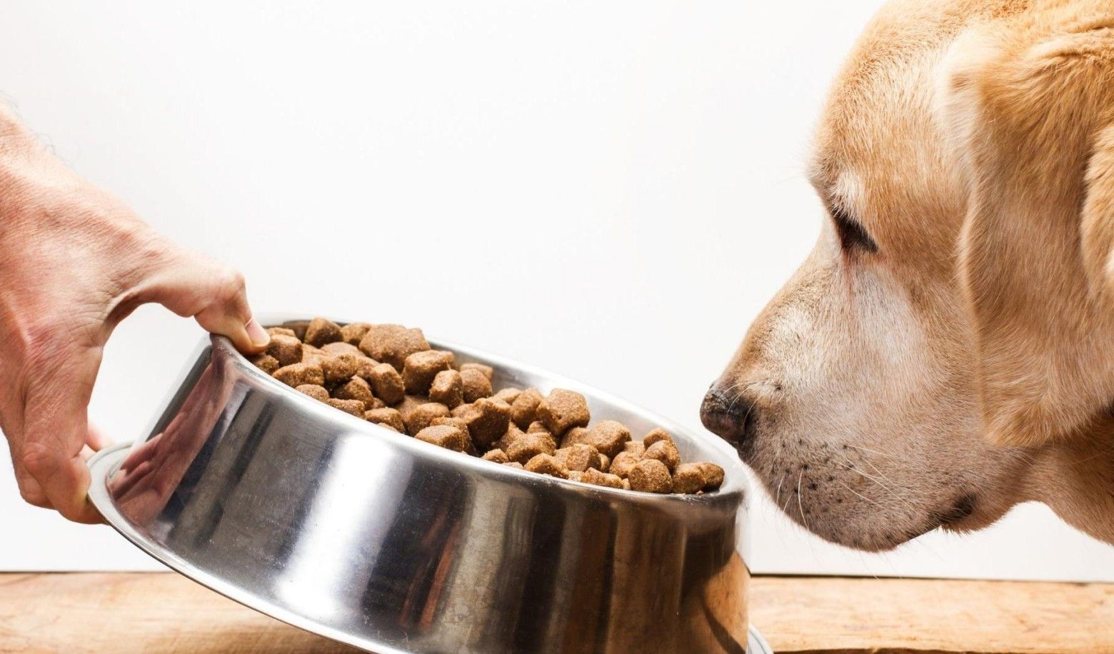 How does your dog behave during mealtimes?