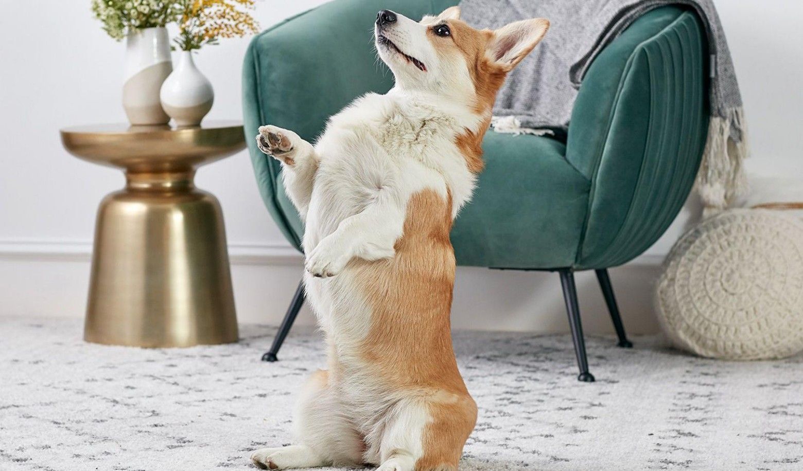 Does your dog learn new tricks easily?