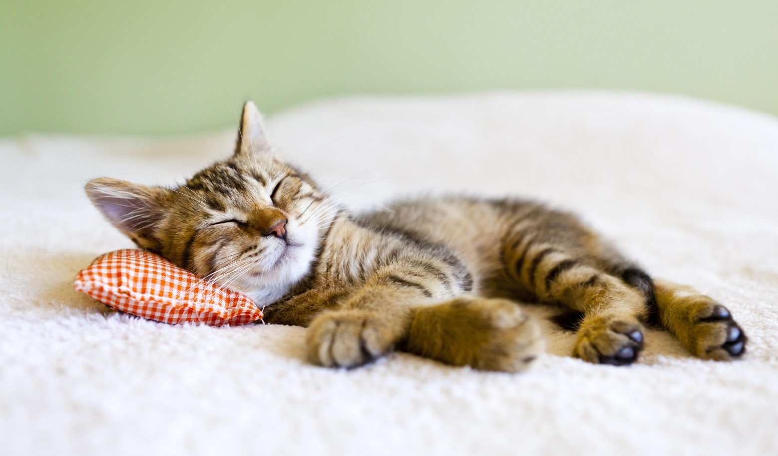 Does your cat knead you or "make cookies" before going to bed?