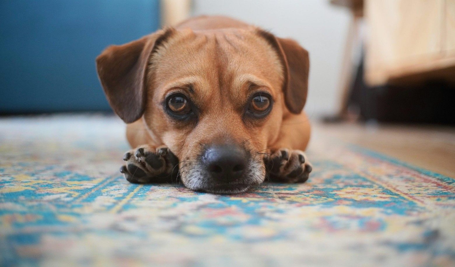 How does your dog behave at home?