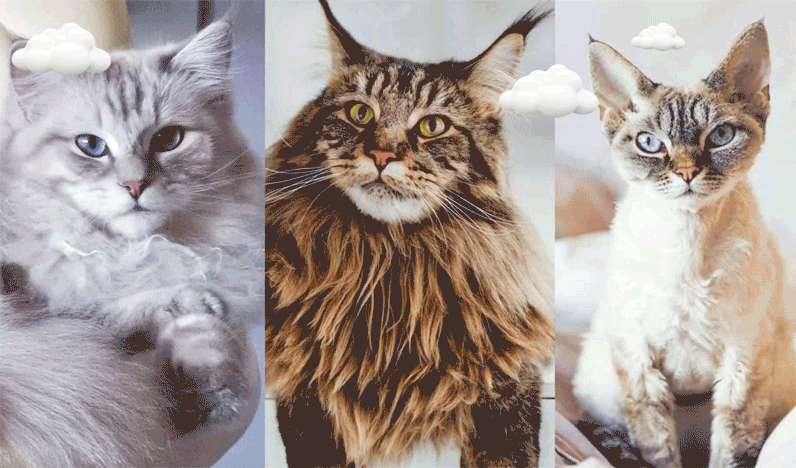 If you were a cat, what breed would it be?