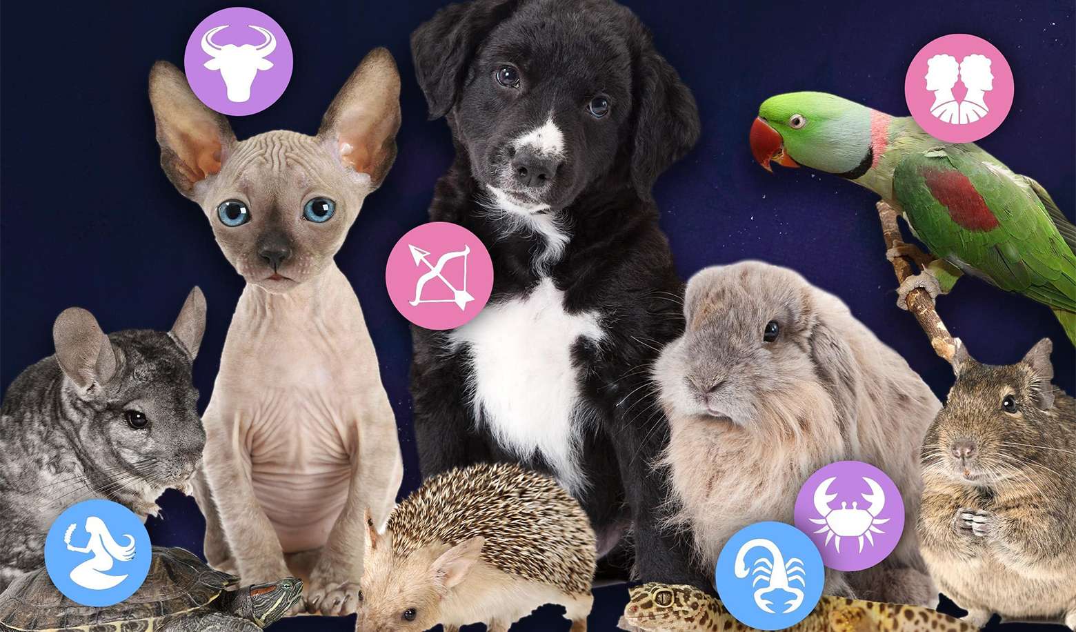 Test what type of pet is suitable for Scorpio?
