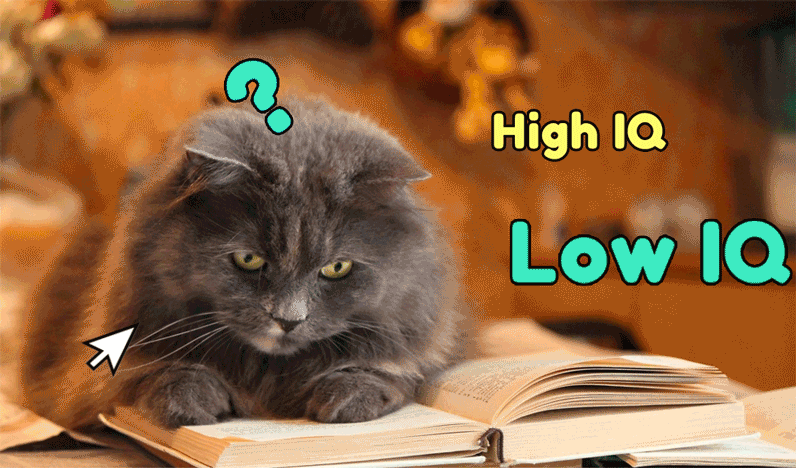 Test your cat's IQ！