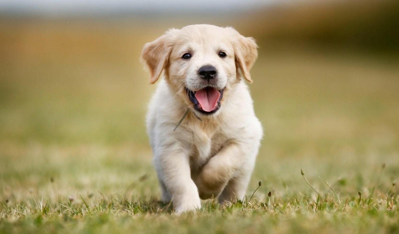 Wondering what your dog's quality of life is like? Answer these fun quizzes to find out!