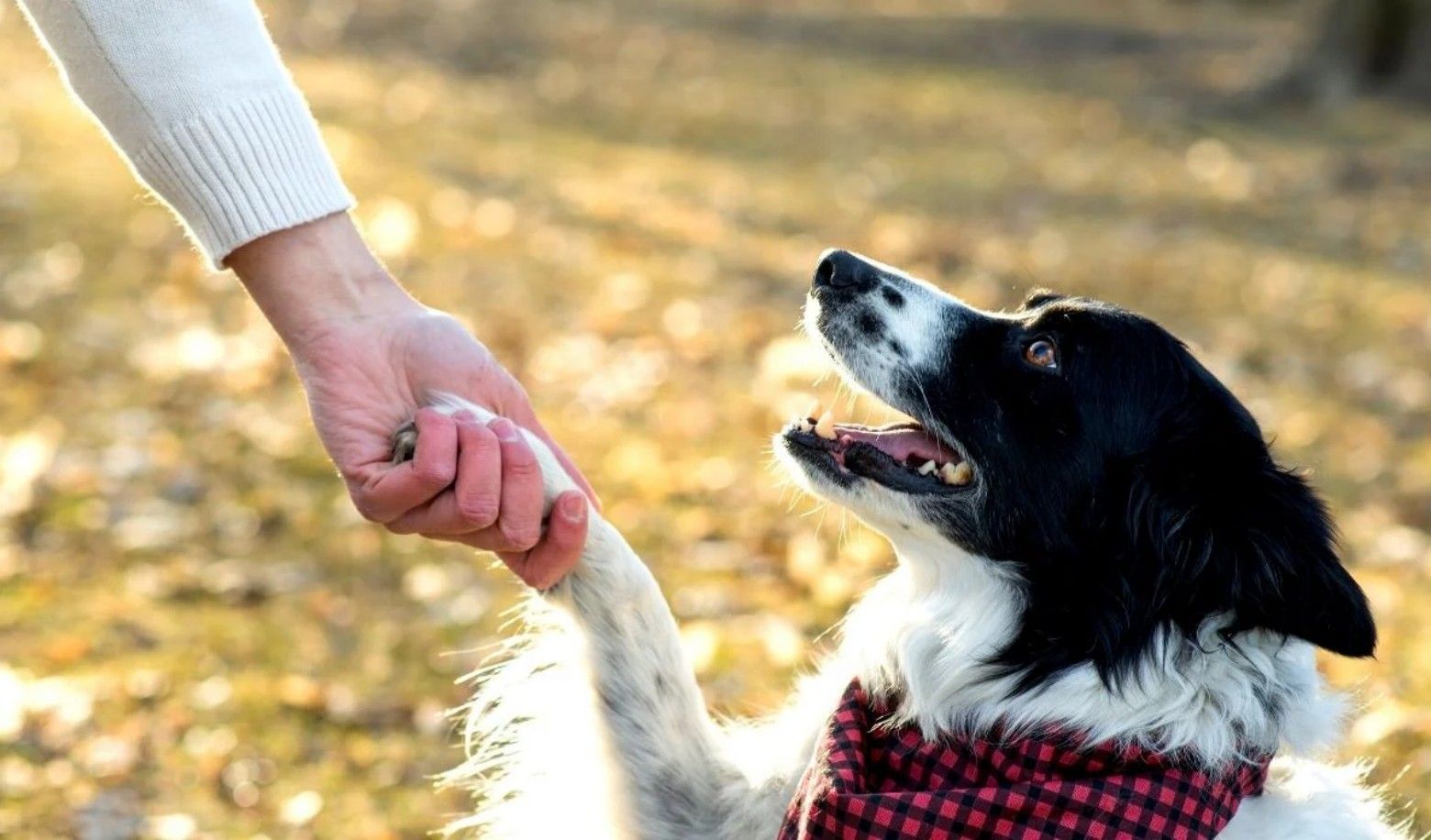 7 questions to test your dog's trust in you!