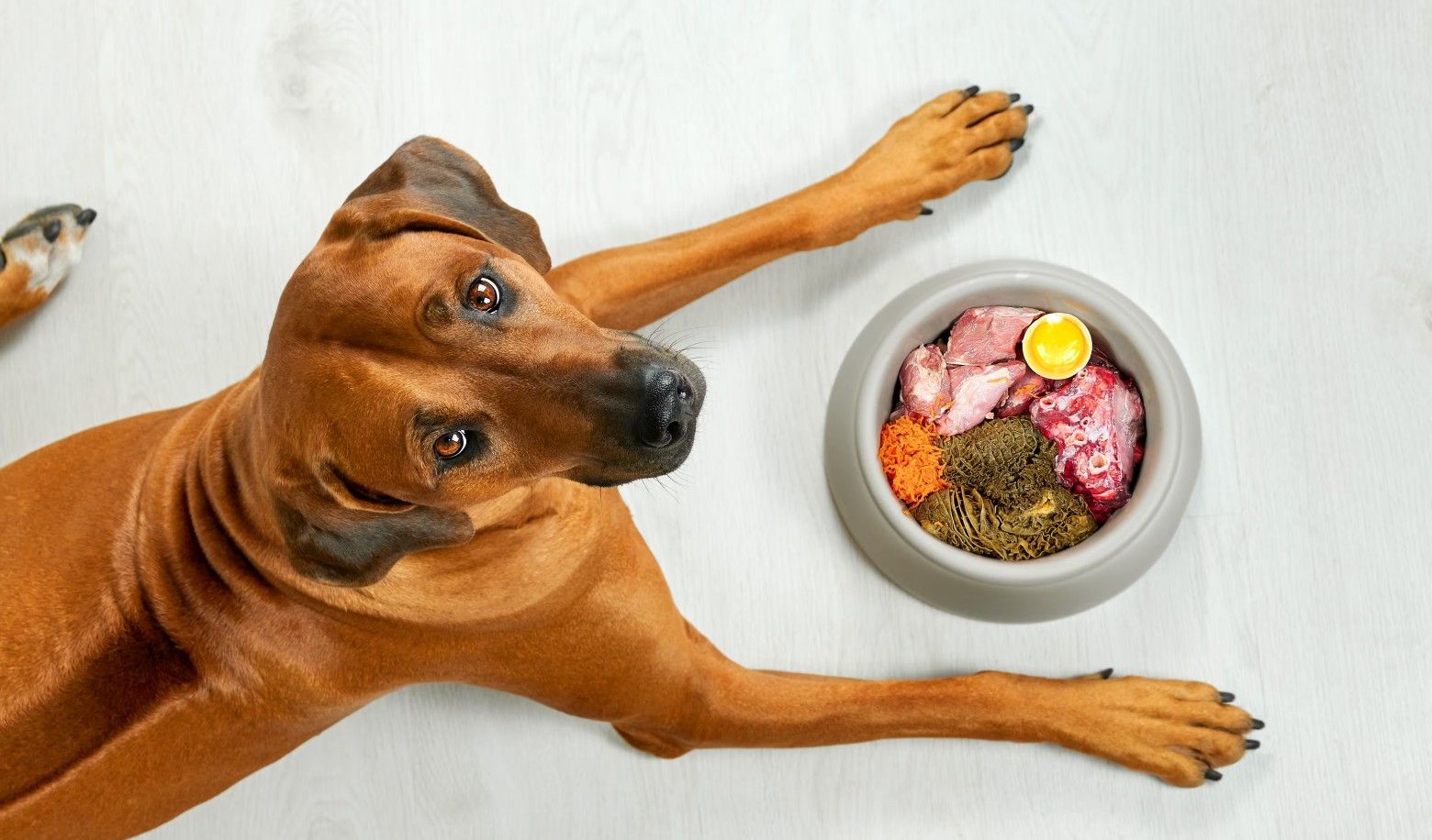 Wondering if your dog is full?