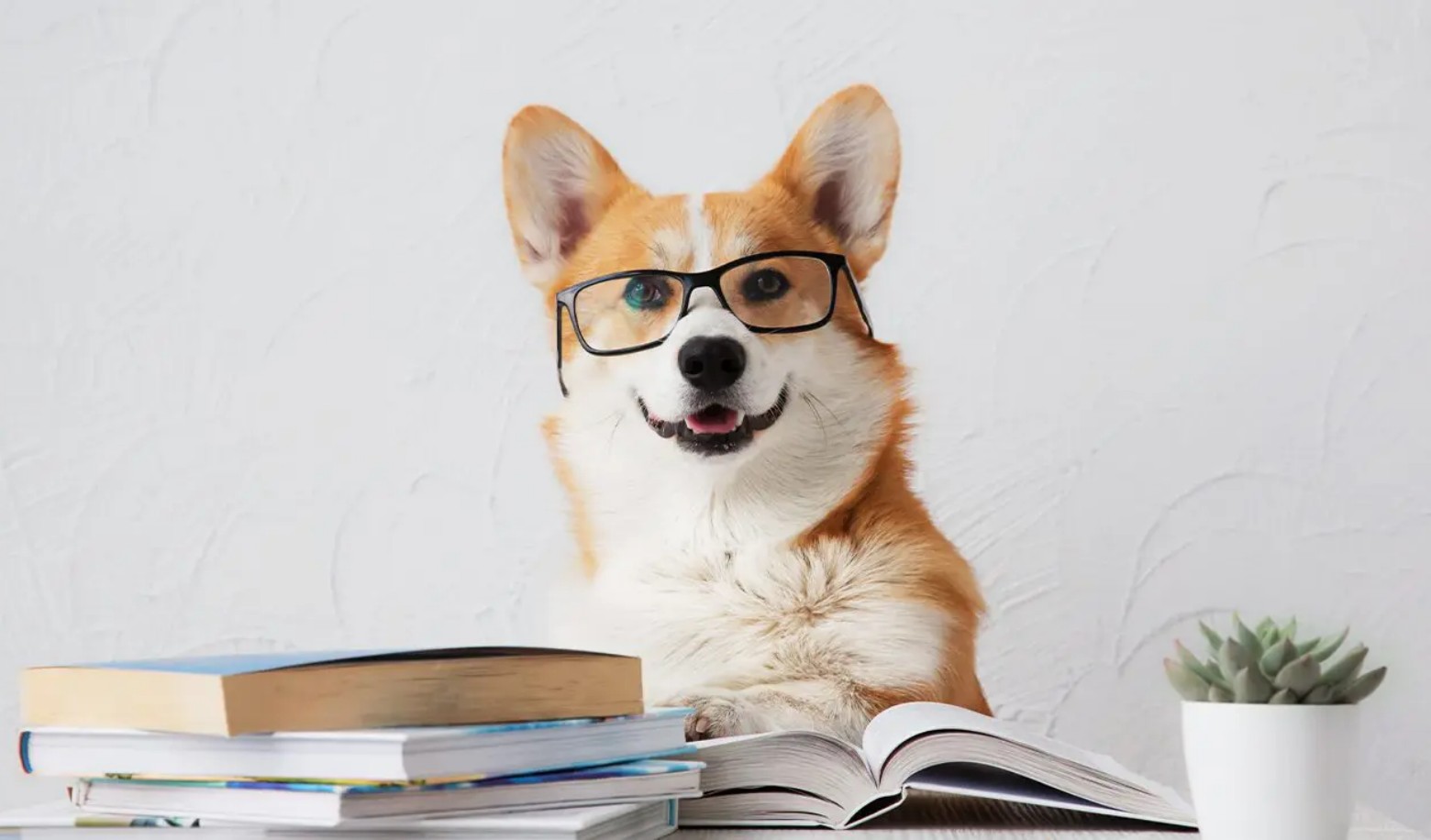 Is your dog smart enough?