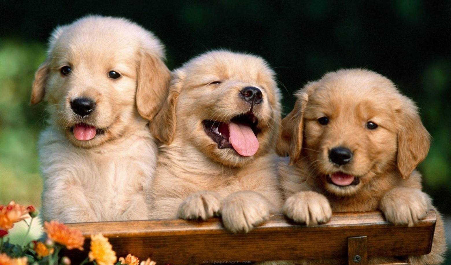Want to know the personality type of your puppy?