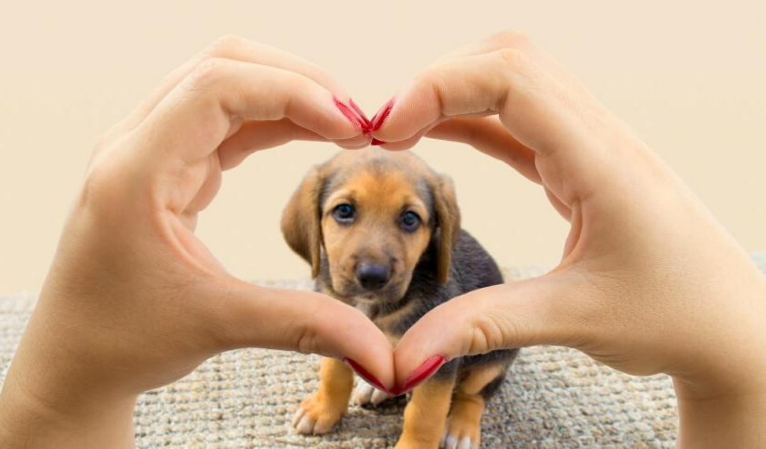 Want to know how much your dog really loves you? Answer these fun questions to find out!