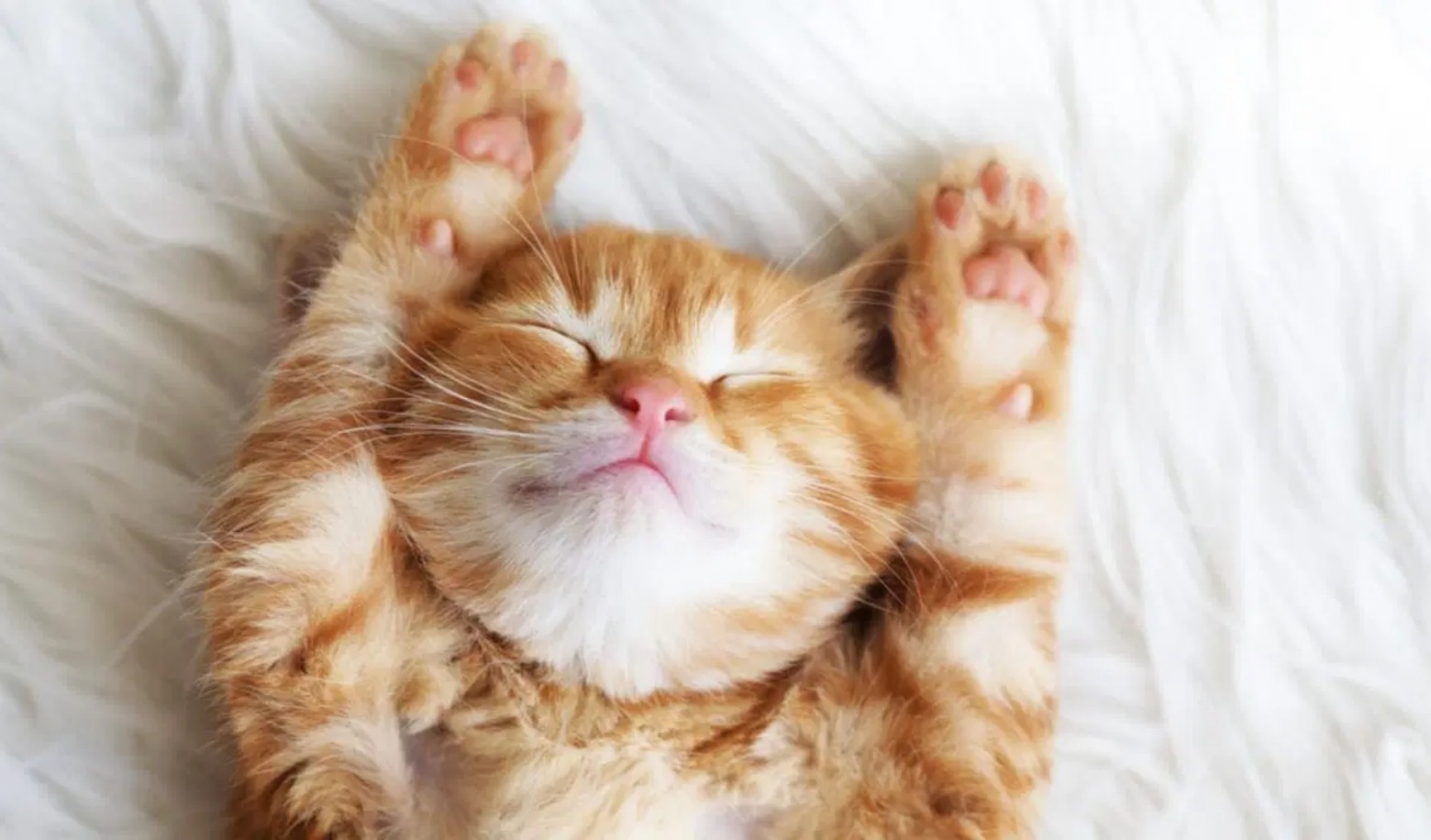 Test your status in your cat's eyes by looking at his sleeping position.