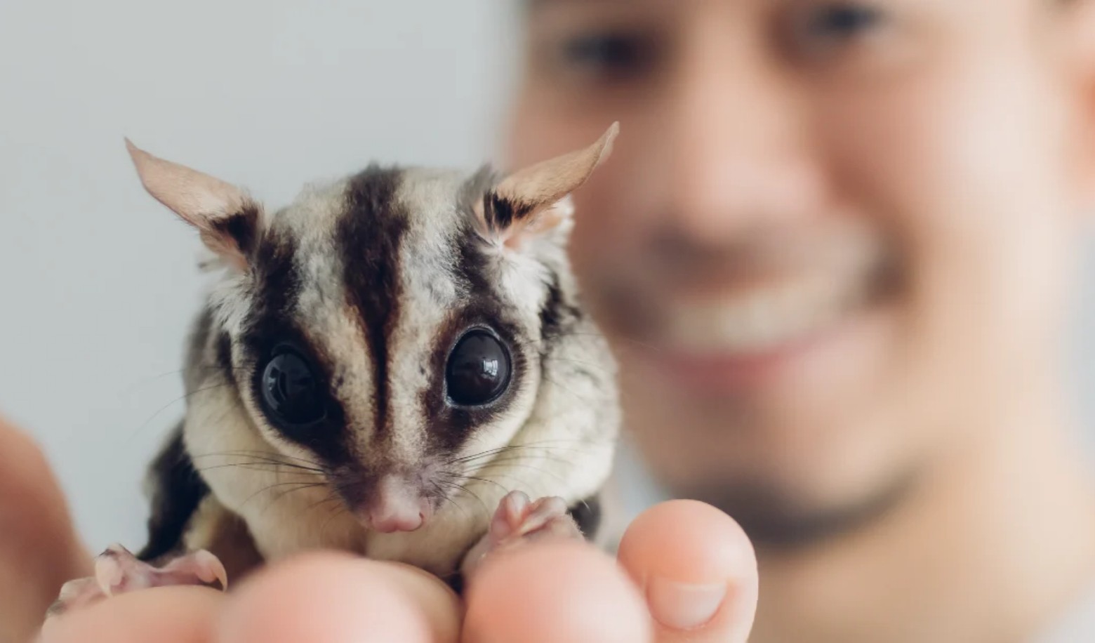 Which strange animal would be best for you to keep?