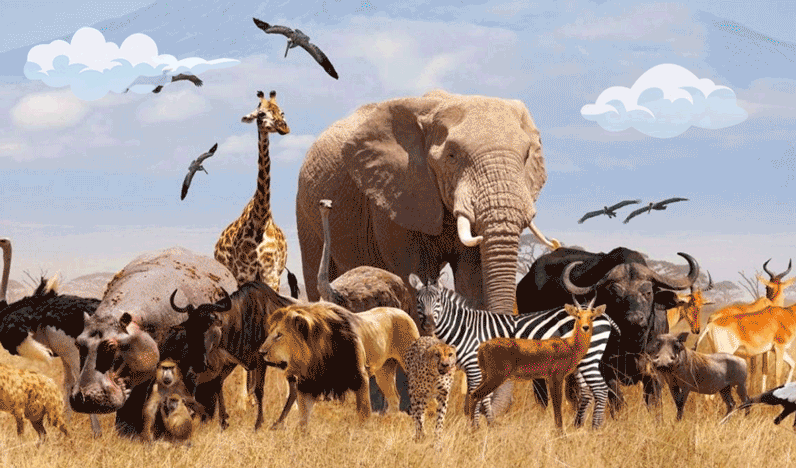 If you were an animal, what would you be?